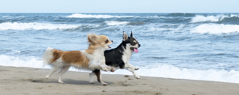 dogs running on beach