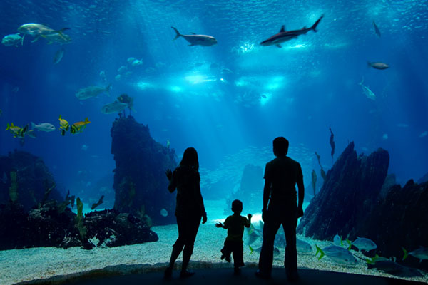 The Oregon Coast Aquarium