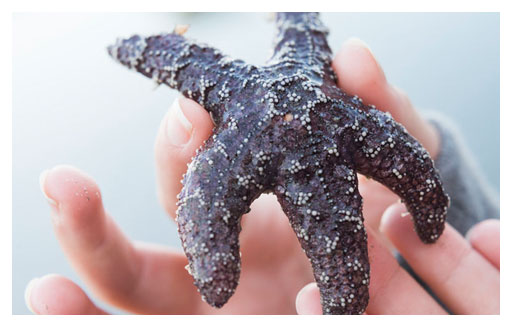 explore newport beaches